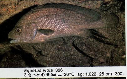 Equetus viola